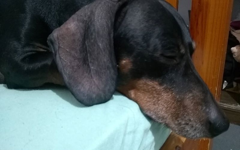 Rambo: Um intrépido Dachshund!